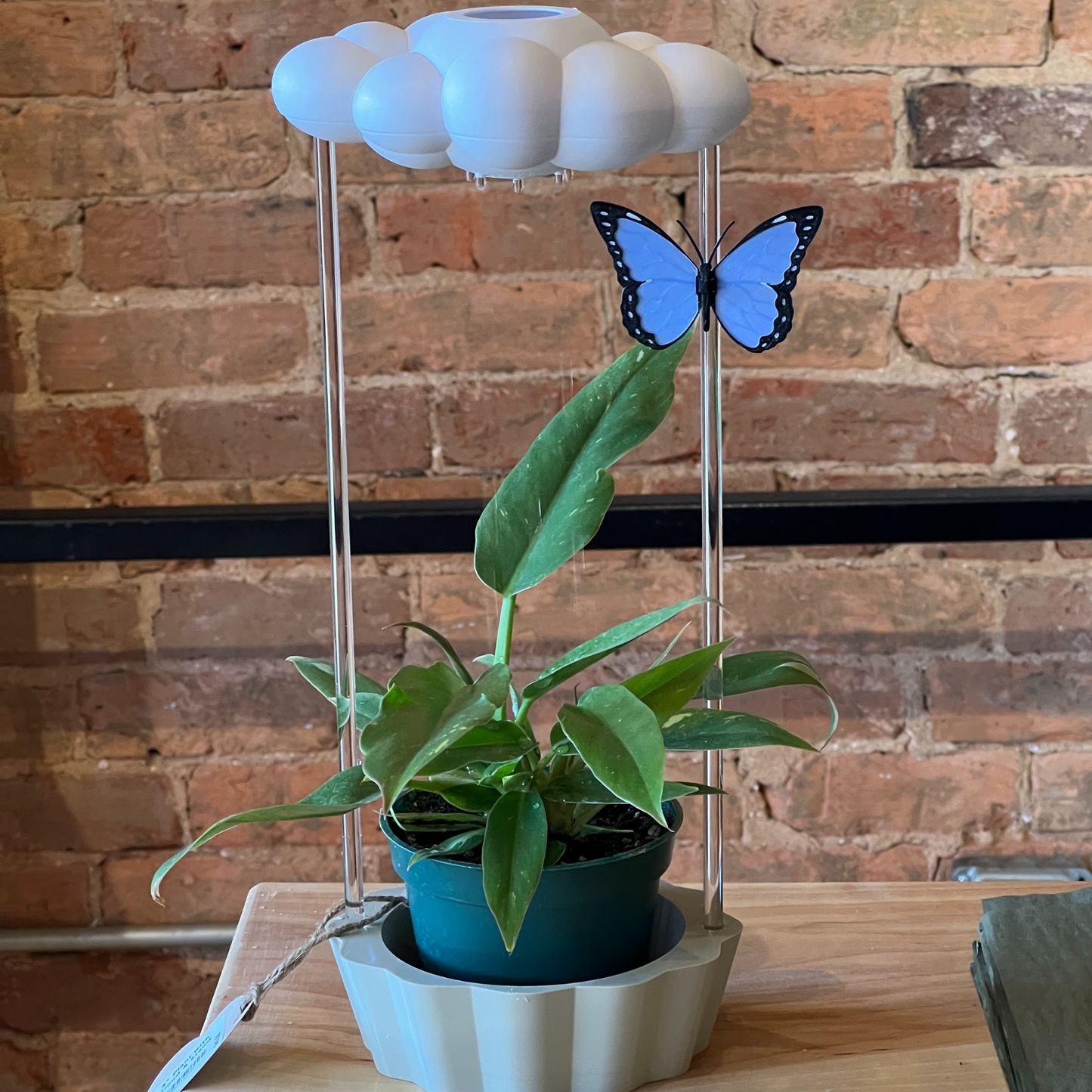 Original Dripping Rain Cloud with Tan Stand