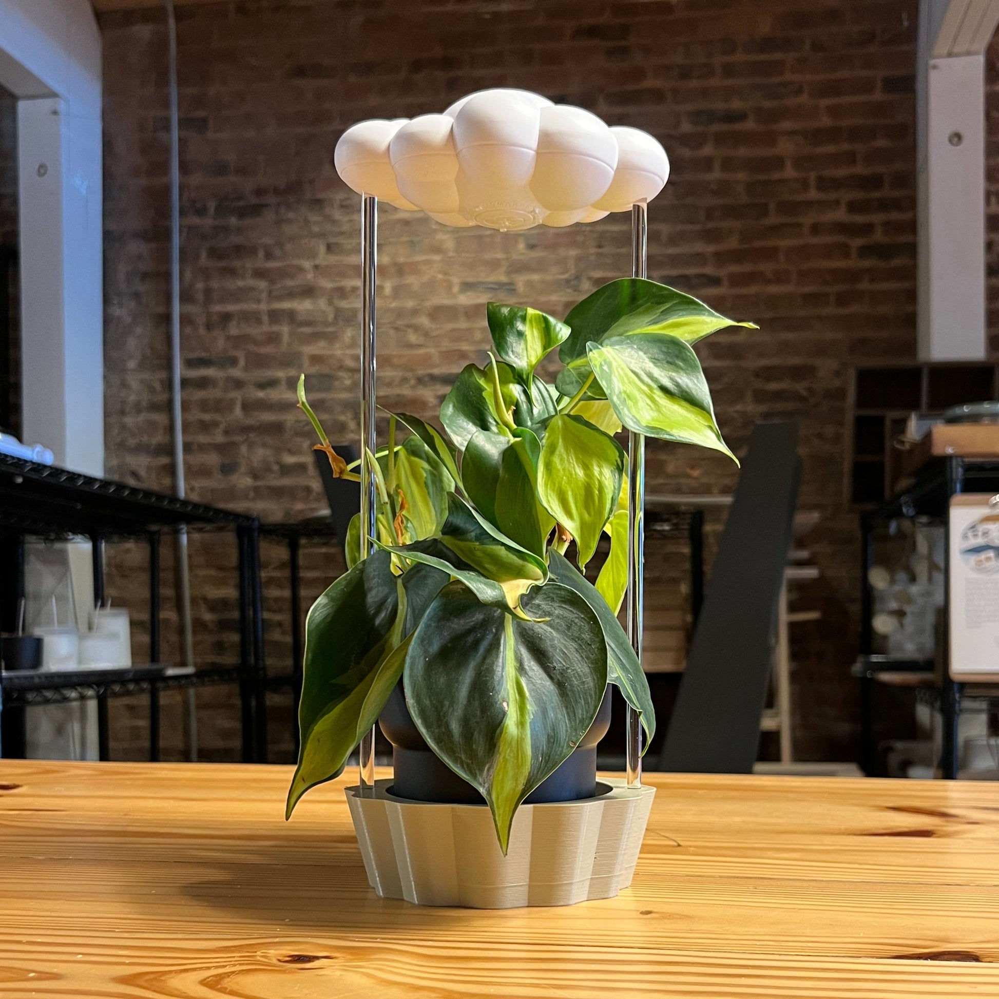 Original Dripping rain cloud by THE CLOUD MAKERS with Tan Stand