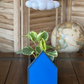 Blue house planter for THE CLOUD MAKERS dripping rain cloud